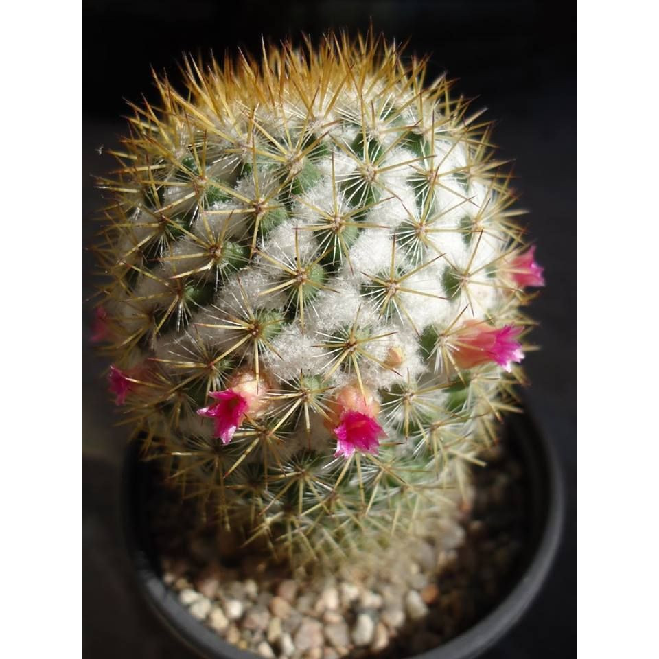 100 Sements de Cacto alfineteiro sul-americano (Mammillaria columbiana rubra)