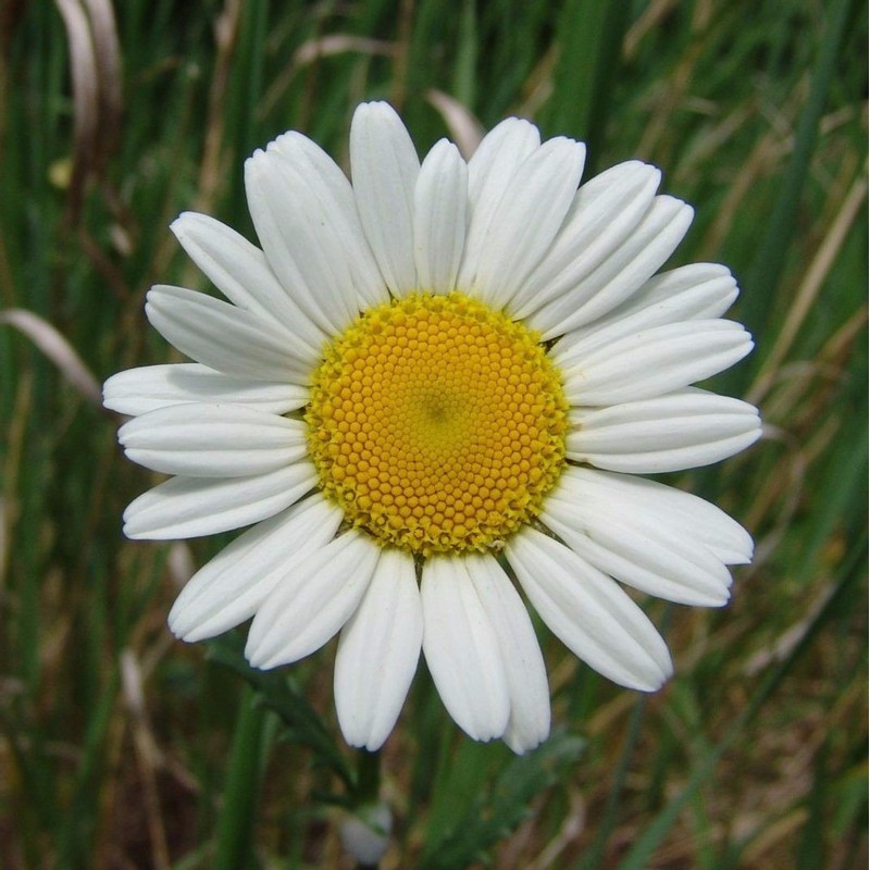 Margarida Gigante Branca 135 Sementes
