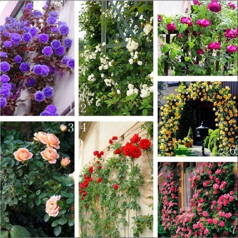 340 sementes de rosas trepadeiras cores variadas originais envio rápido top
