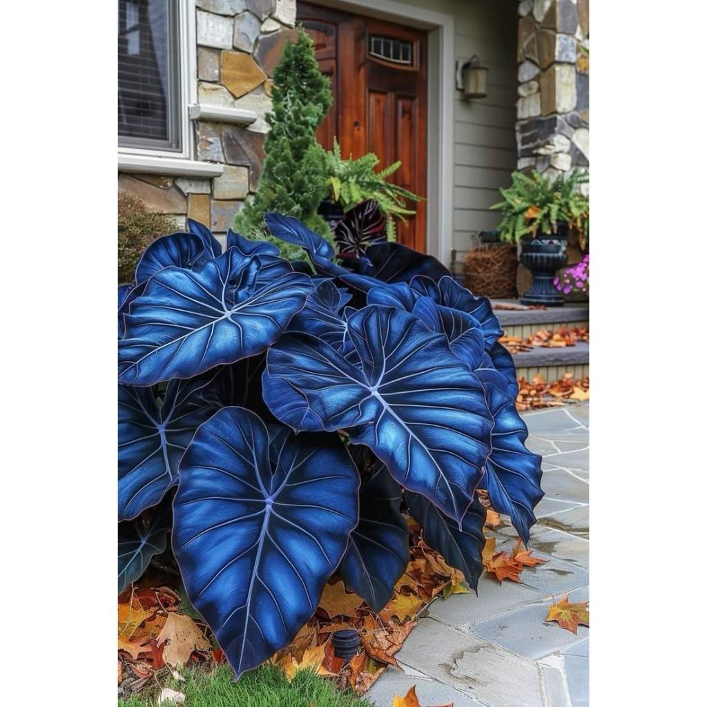 100 sementes Caladium 'Hannah' com manual de cultivo pronta entrega envio 24h V V