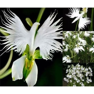 Orquídea Pomba Branca100 Sementes de Com Manual de cultivo