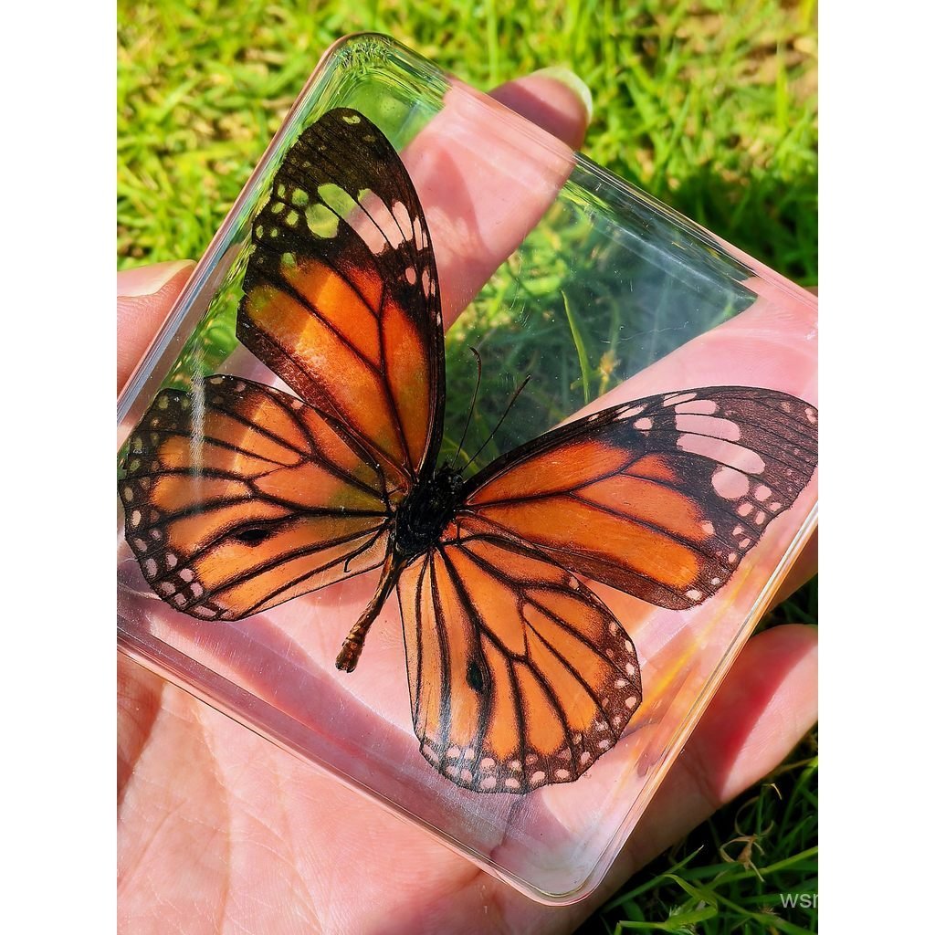Espécime de borboleta de âmbar real, decoração, ornamento de inseto, artesanato animal feito à mão, brinquedo educativo 
