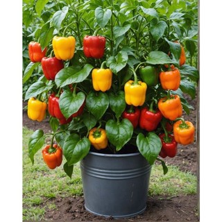 Raro sementes pimentao vermelho e amarelo com manual de cultivo pronta entrega envio 24h l em Oferta na Shopee