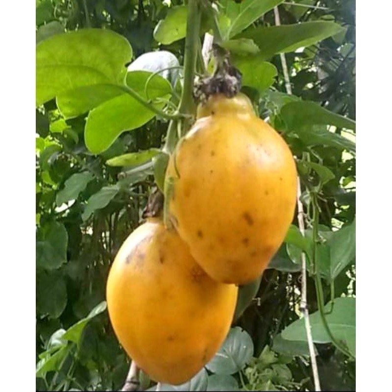 PROMOÇÃO PROMOÇÃO 30 SEMENTES DE MARACUJA DOCE DO CERRADO/ MARACUJA MEL + MANUAL DE CULTIVO + MANUAL DE CULTIVO