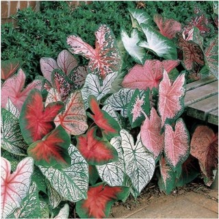 100 sementes caladium mix com manual de cultivo envio 24h