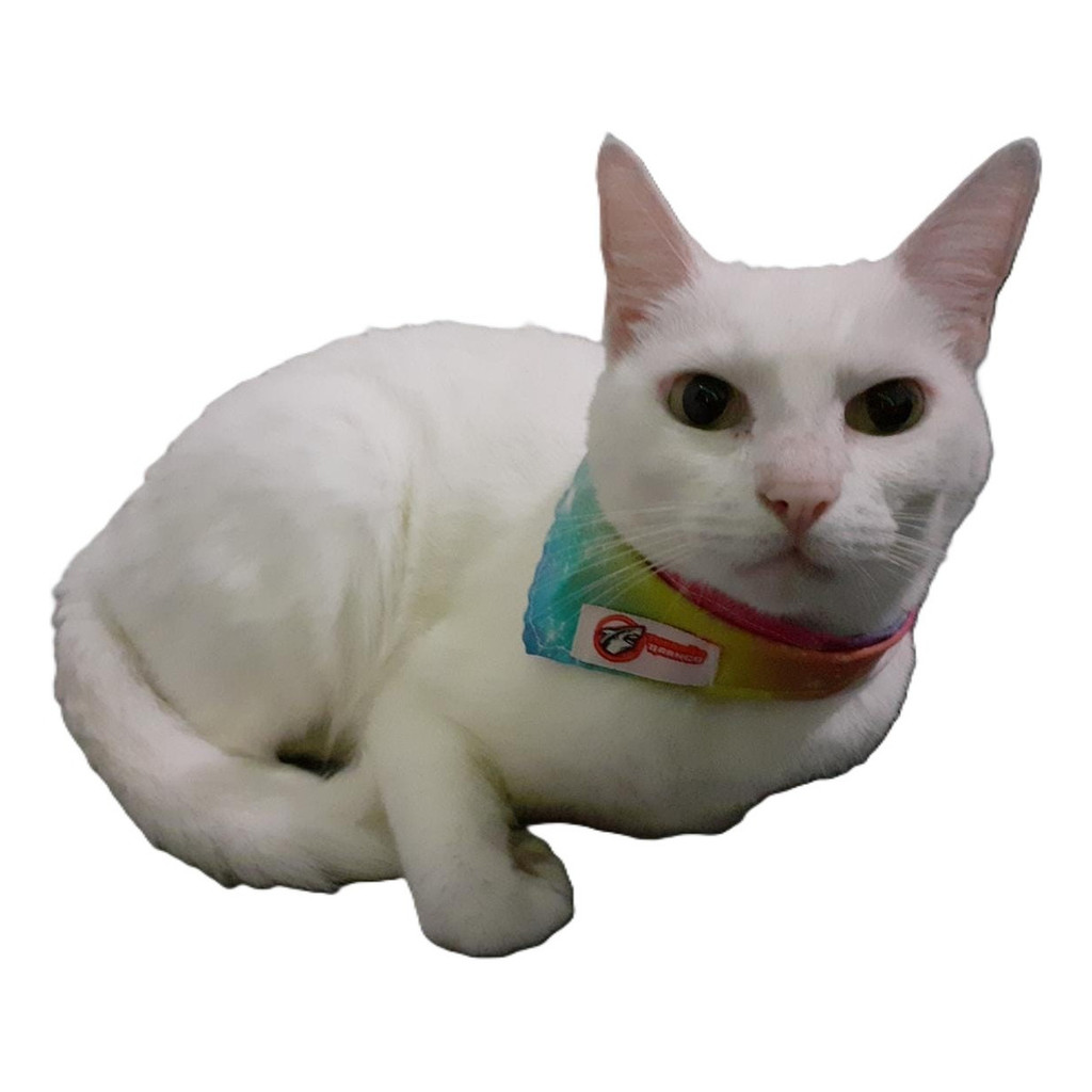 Bandana Pet Pp Para Cães Micro Mini E Gatos Algodão