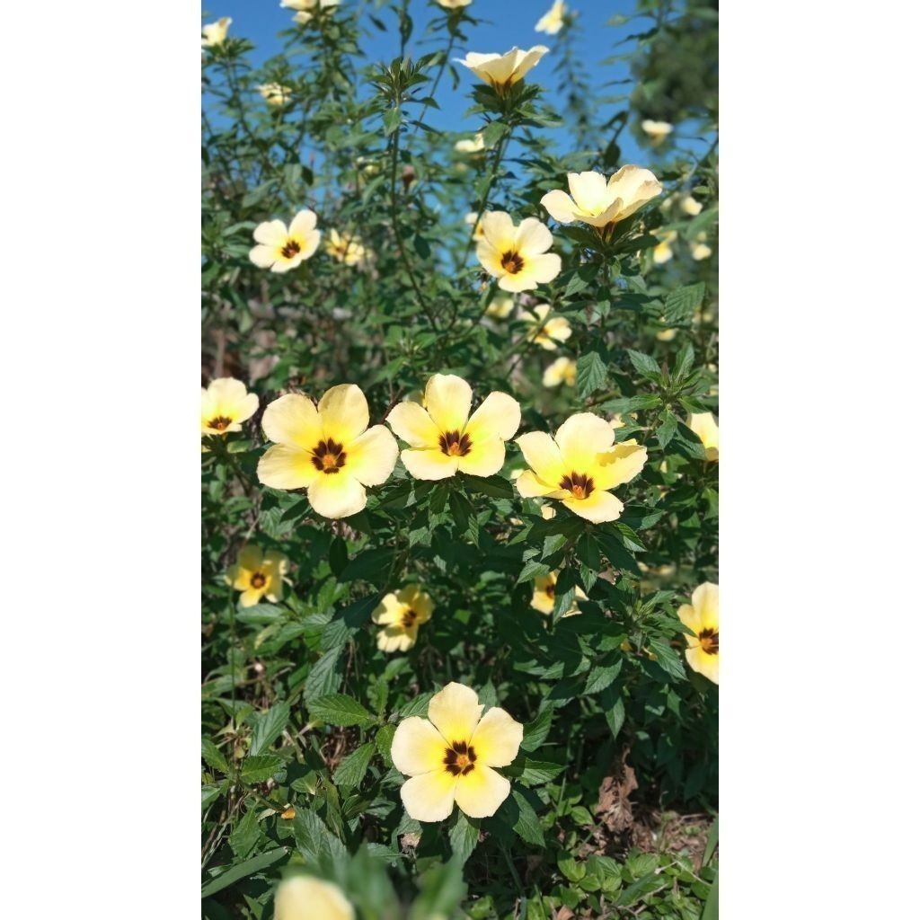 ENVIO SUPER RÁPIDO xanana100 Sementes de Com Manual de cultivo l T1 em Oferta na Shopee