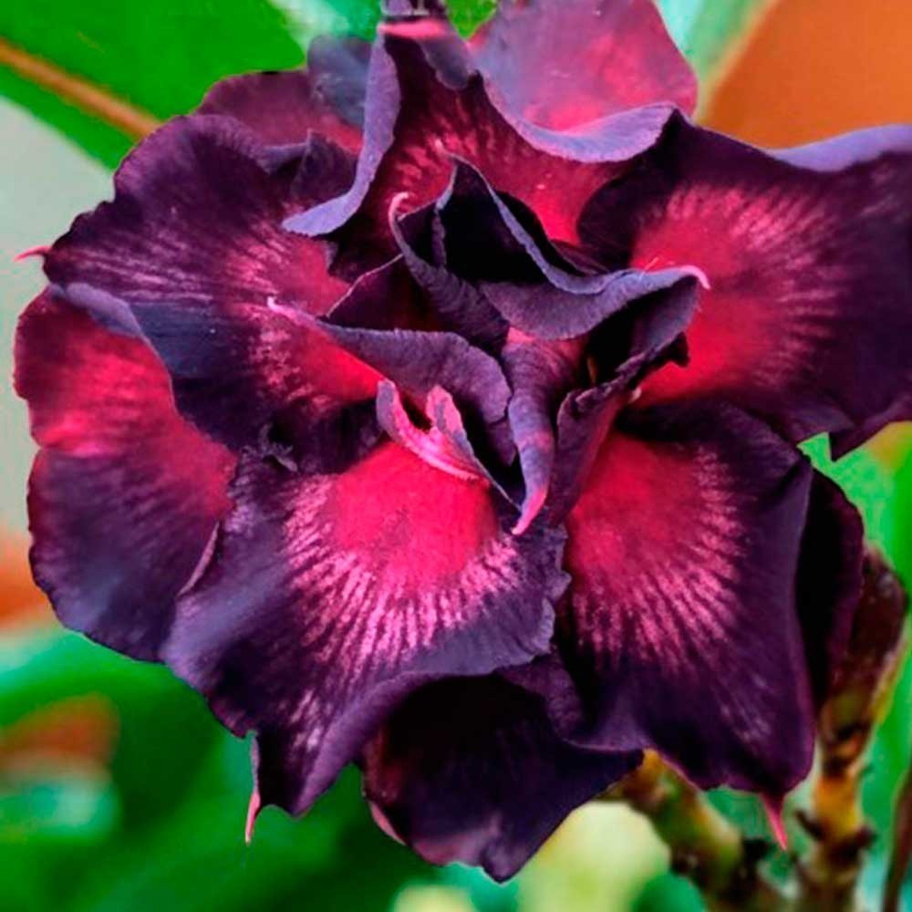 Sementes de rosa do deserto celoprata Sementes Originais Pronta Entrega Postagem em 24h em Oferta na Shopee