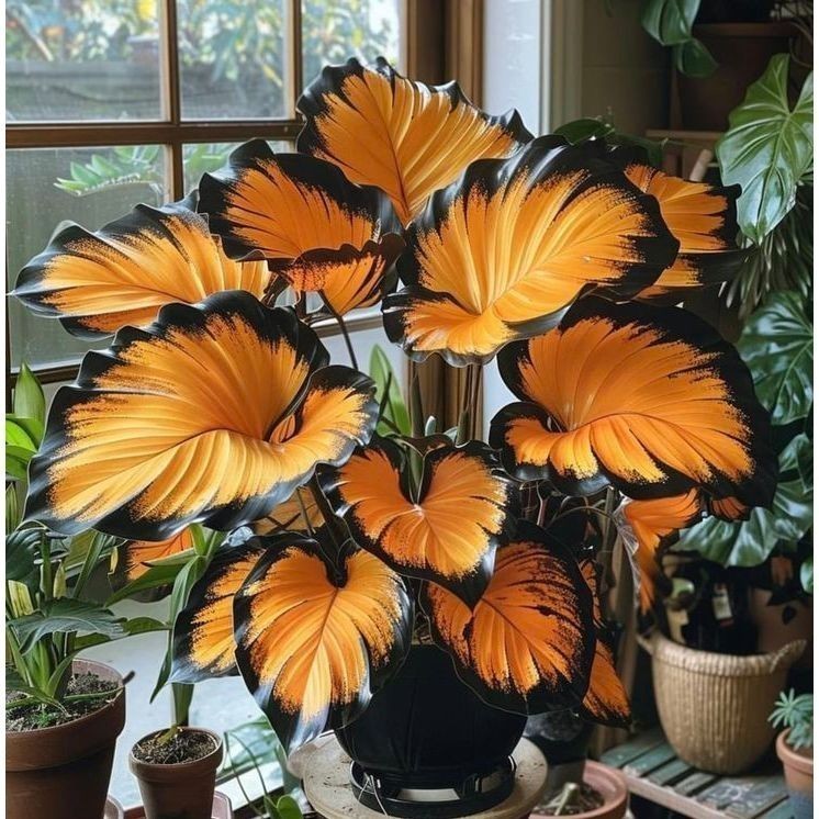 100 sementes  Caladium 'Dr. Moore' com manual de cultivo pronta entrega envio 24h Premium em Oferta na Shopee