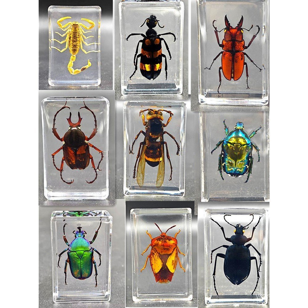 Espécimes reais de insetos em resina transparente: espécimes de aranha, escorpião e vespa para ensino e observação, orna