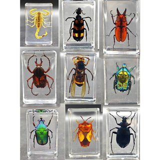 Espécimes reais de insetos em resina transparente: espécimes de aranha, escorpião e vespa para ensino e observação, orna
