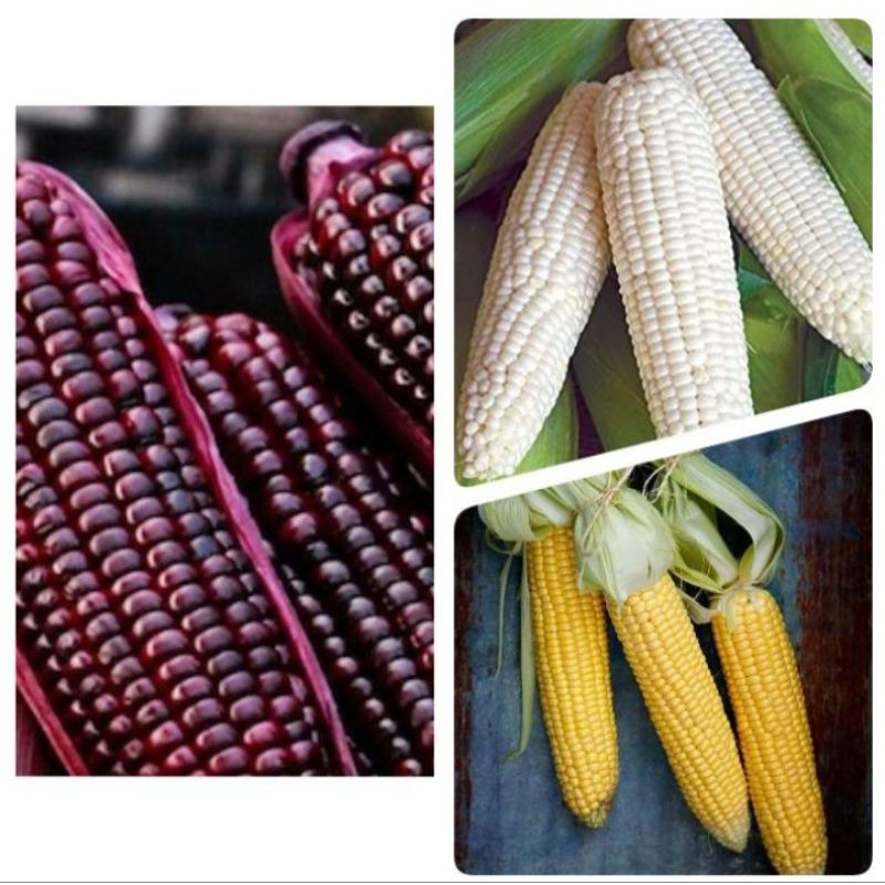 Sementes de Milho 200-500 Grãos | Milho Roxo/Milho Doce/Milho Tradicional | Variedades para Plantio