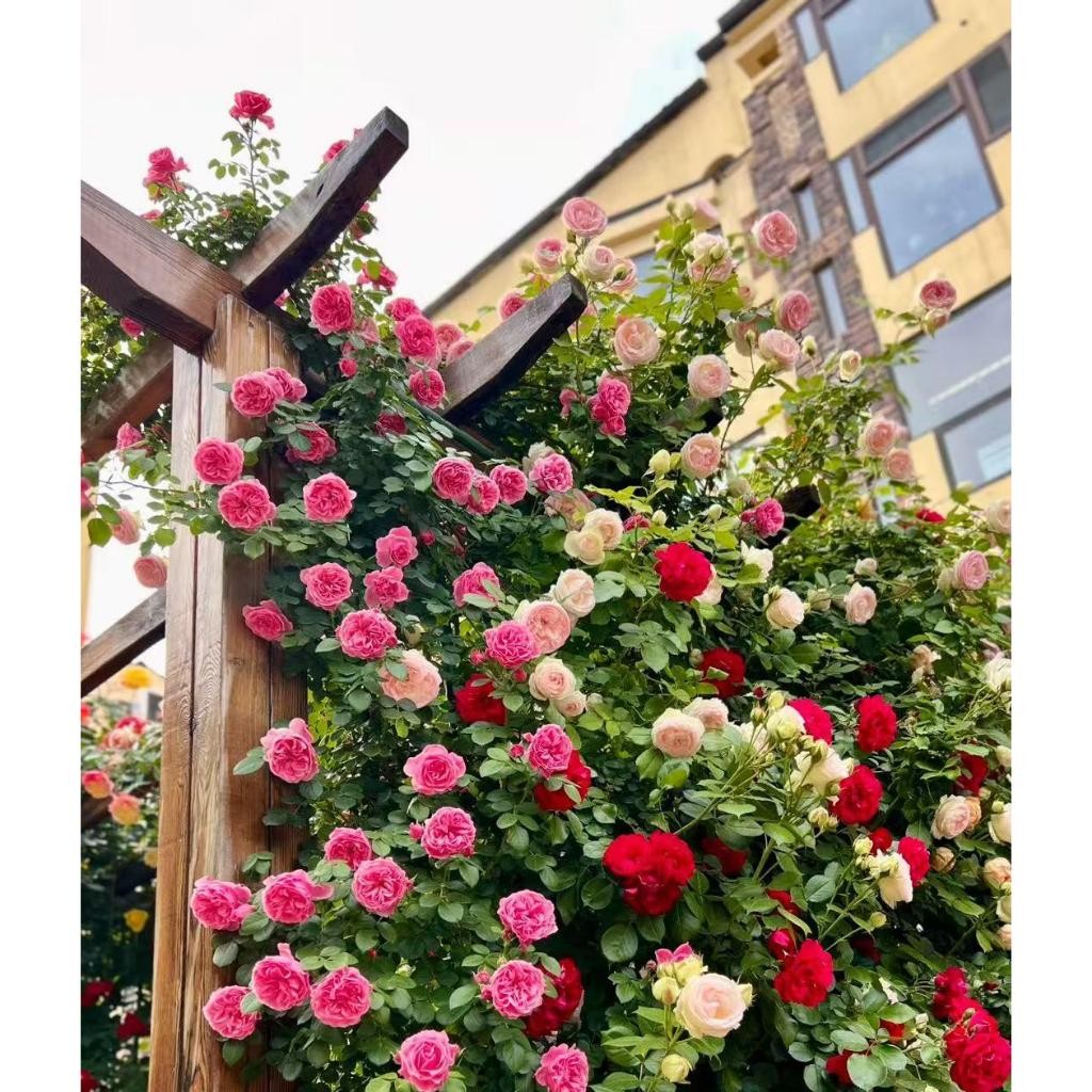 Sementes rosas trepadeiras sortidas de especies com manual Pronta Entrega Postagem em 24h em Oferta na Shopee
