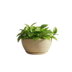 Vaso Decorativo em Polietileno para Planta Bacia Mini com Prato Coletor 26x13