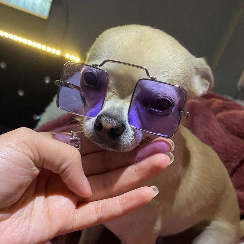 Óculos para Cães, Óculos de Sol para Gatos, Acessórios para Animais de Estimação, Óculos de Proteção para Filhotes