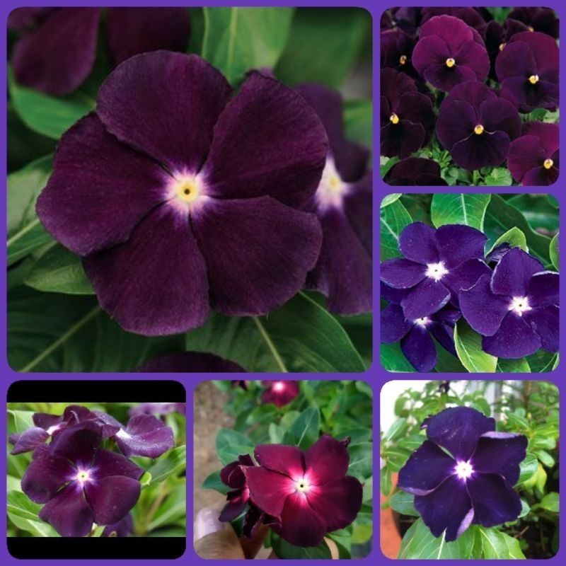 PROMOÇÃO 50 Sementes de Vinca de Madagascar Roxa ( Maria Sem Vergonha). Premium + MANUAL DE CULTIVO em Oferta na Shopee