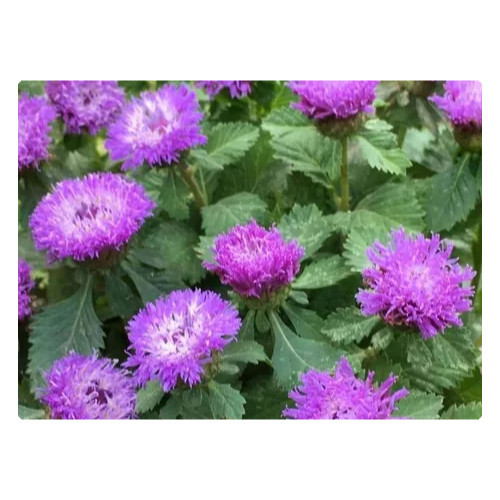 plantio ecológico 100 Sementes de Flor Balainho de Velho Para o Plantio