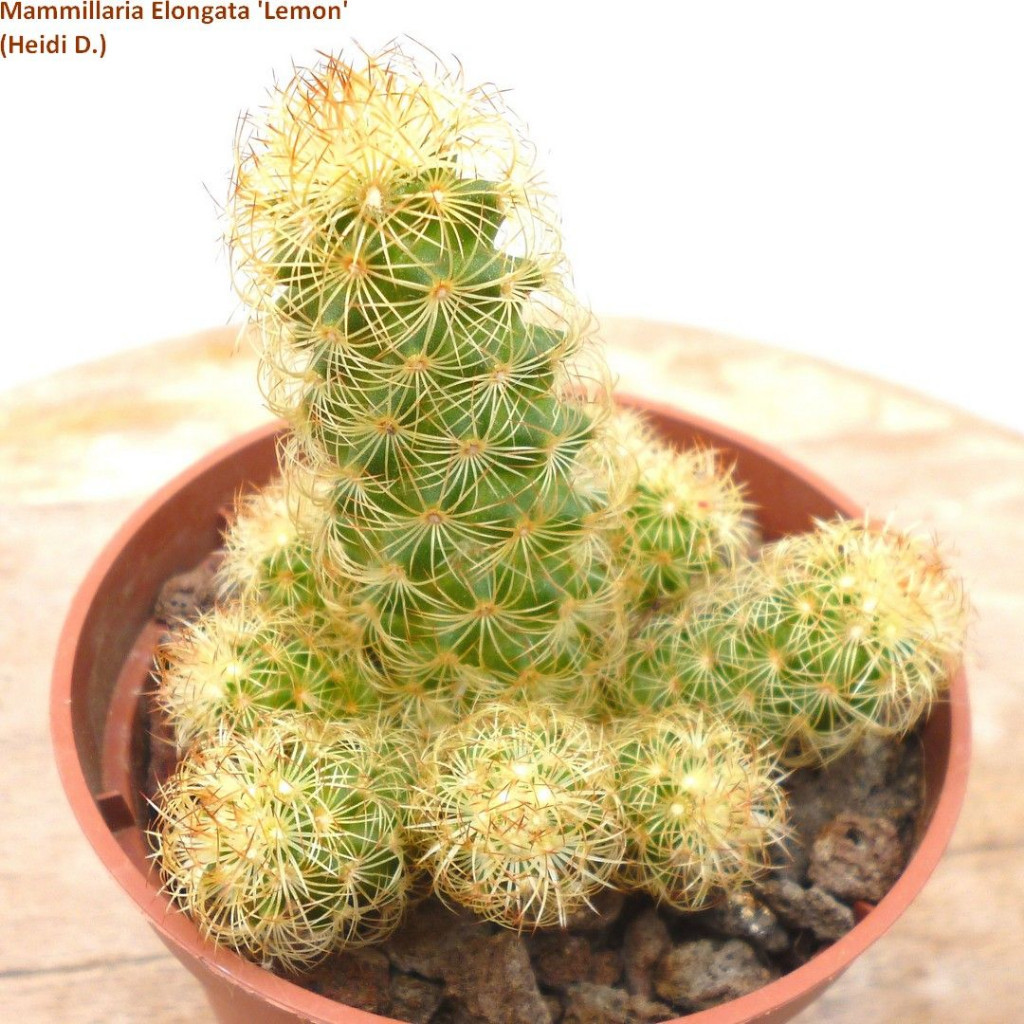 100 Sements de Cacto Limão (Mammillaria alongata ‘Lemon’)