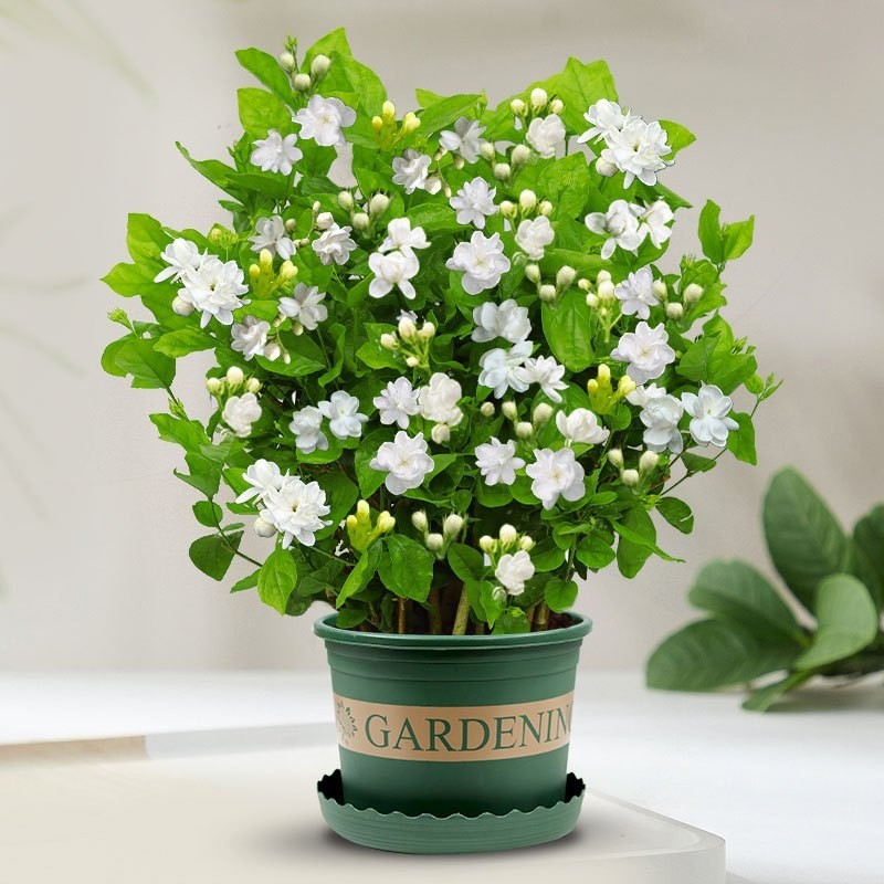 Flor de Jasmim Perfumada 200 100 Sementes para Plantar Flores (Alta Germinação, pcs)