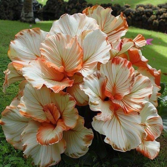 PROMOÇÃO PROMOÇÃO Caladium Magia do Jardim – 100 sementes com manual de cultivo Premium + MANUAL DE CULTIVO + MANUAL DE 