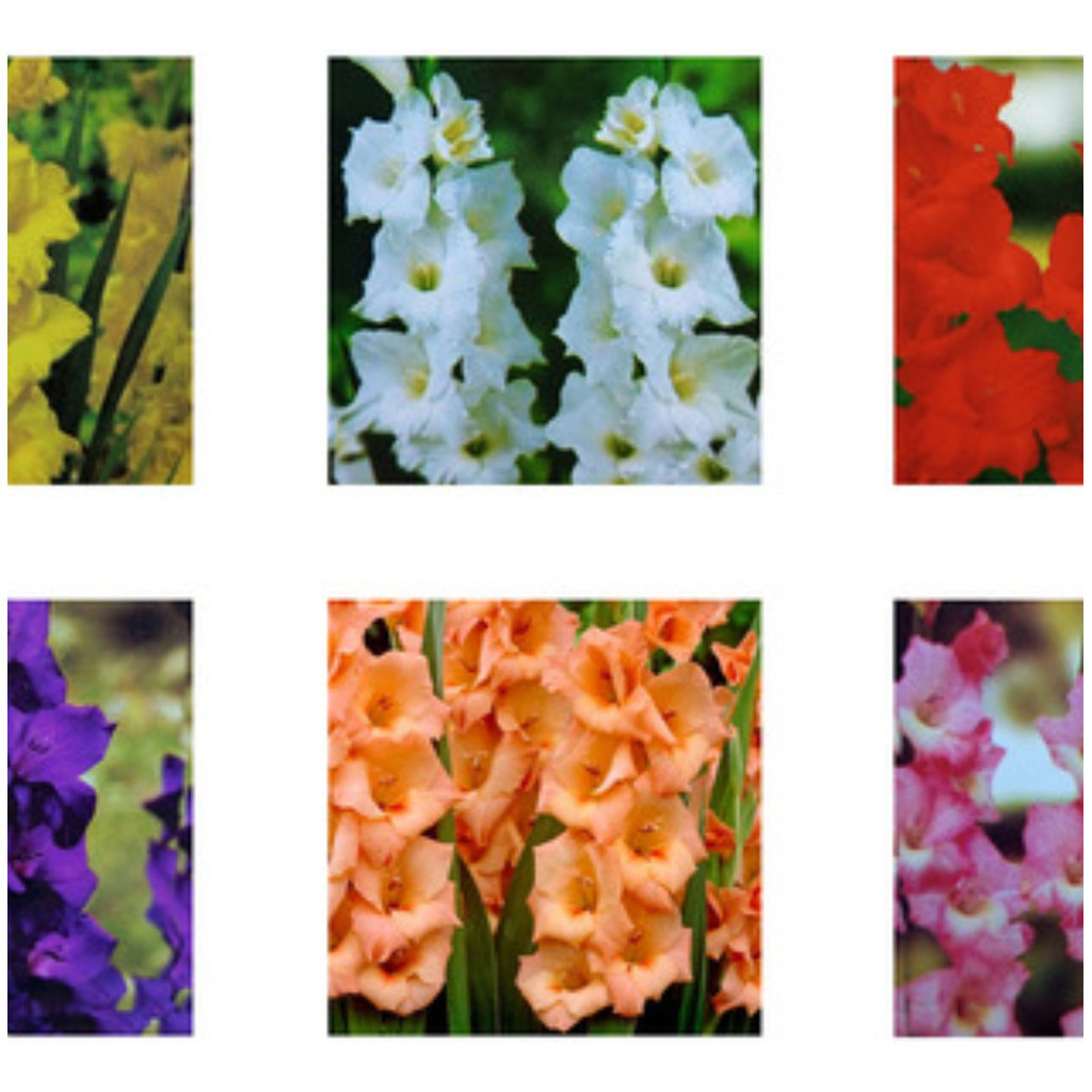 PROMOÇÃO 100 Sementes Gladíolo Palma De Santa Rita Várias Cores Iden Premium + MANUAL DE CULTIVO em Oferta na Shopee
