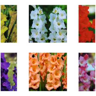 PROMOÇÃO 100 Sementes Gladíolo Palma De Santa Rita Várias Cores Iden Premium + MANUAL DE CULTIVO em Oferta na Shopee