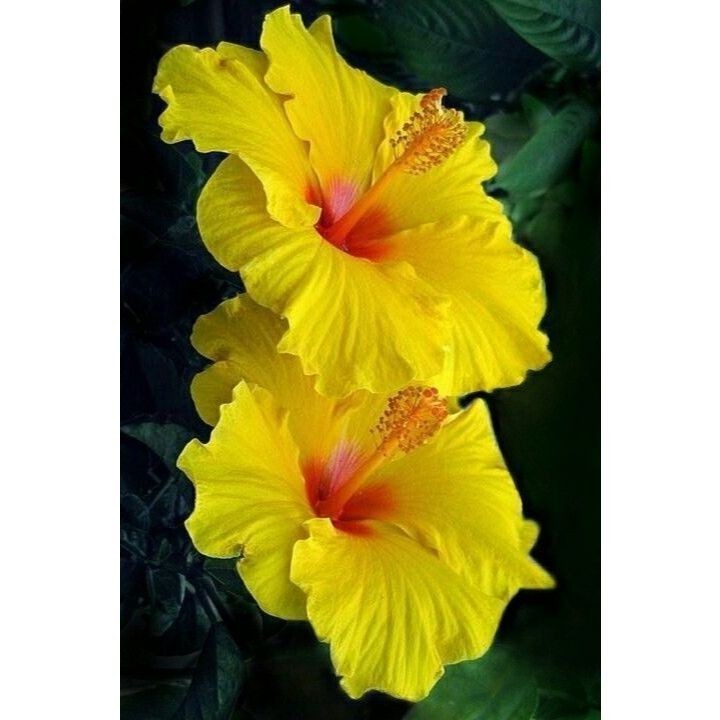 hibisco amarelo 100 Sementes de Com Manual de cultivo