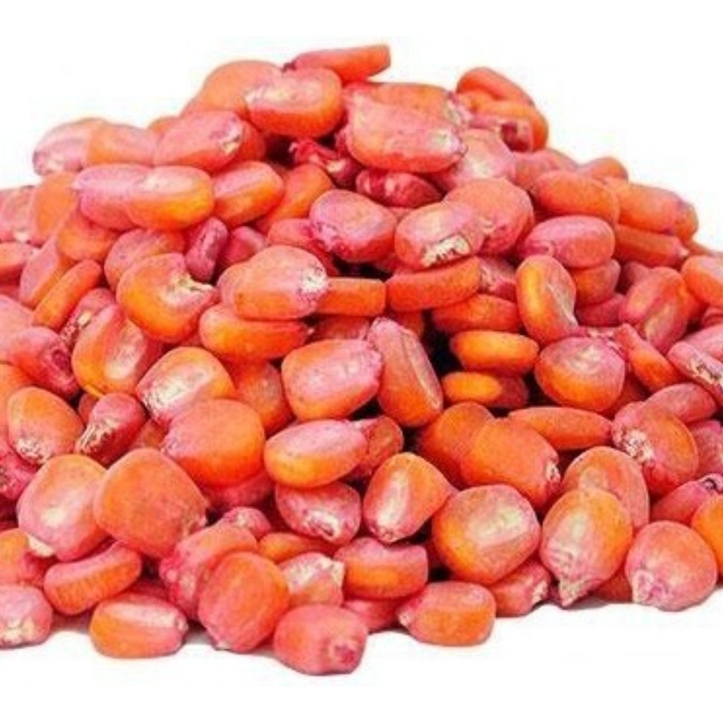 Milho Agroceres 1051: Onde Comprar | BuscaProdutos