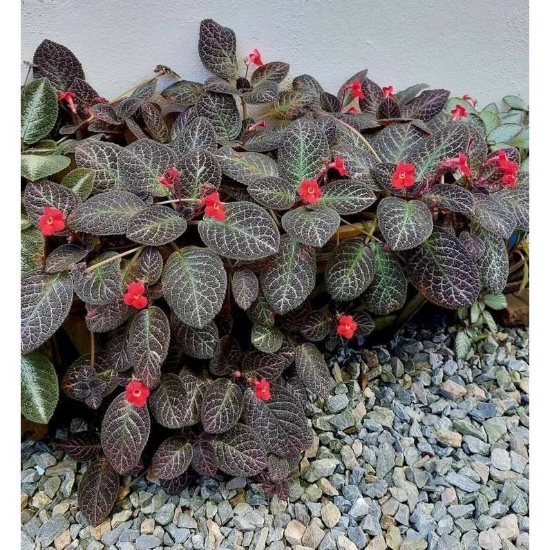 tapete de rainha Tradescantia spathacea100 Sementes de Com Manual de cultivo l em Oferta na Shopee