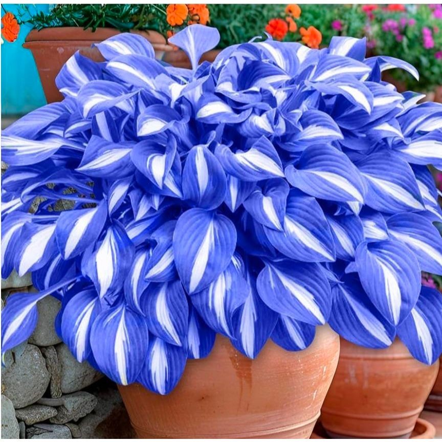 Caladium Perolina – 100 sementes com manual de cultivo em Oferta na Shopee