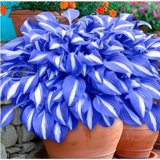 Caladium Perolina – 100 sementes com manual de cultivo em Oferta na Shopee