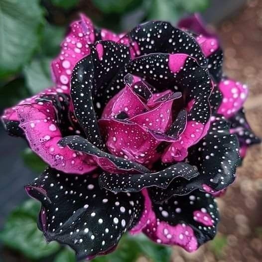 ENVIO SUPER RÁPIDO Rosa gallica (Rosa francesa) - 100 sementes com manual de cultivo pronta entrega