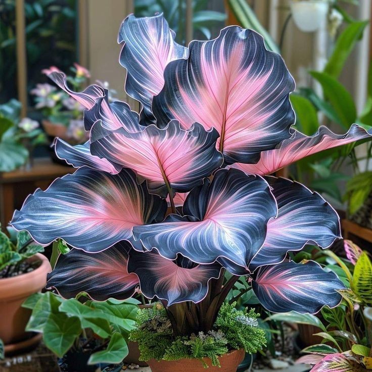 Caladium Névoa da Chapada – 100 sementes com manual de cultivo II em Oferta na Shopee