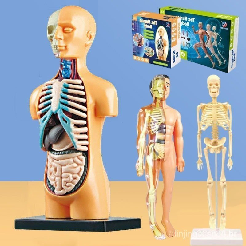 Brinquedos Modelo Do Corpo Humano Para Crianças , Conjunto Realista De Exposição De Anatomia Humana (Cérebro , Coração ,