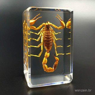 Espécimes de insetos em resina real, insetos reais, besouros, aranhas, besouros-caçadores, escorpiões, louvaúmas, lagart