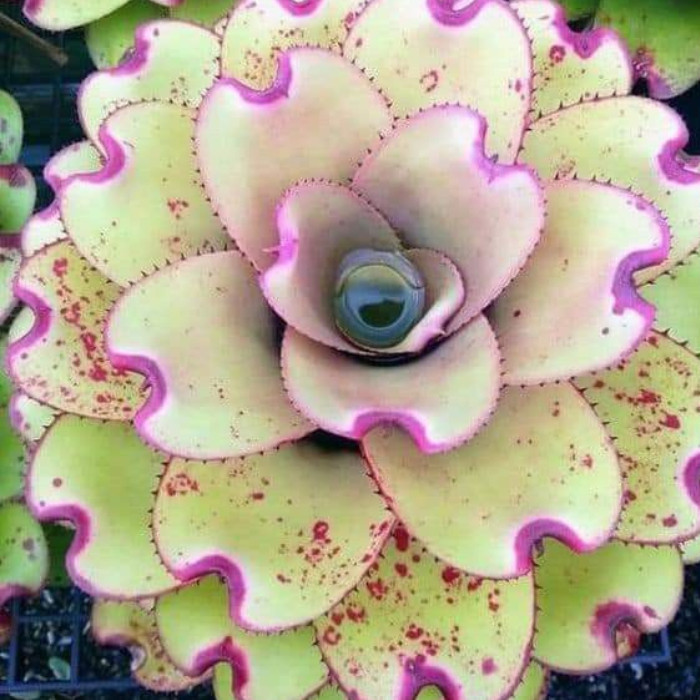 Bromelia Tillandsia: Onde Comprar | BuscaProdutos