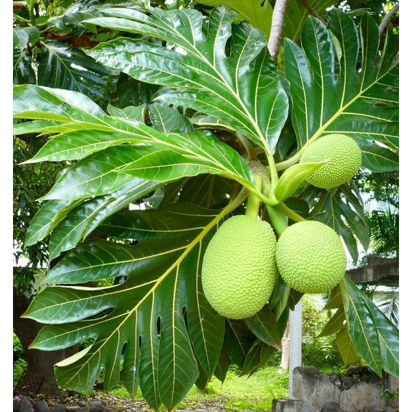 100 sements de fruta pão com manual de cultivo V V