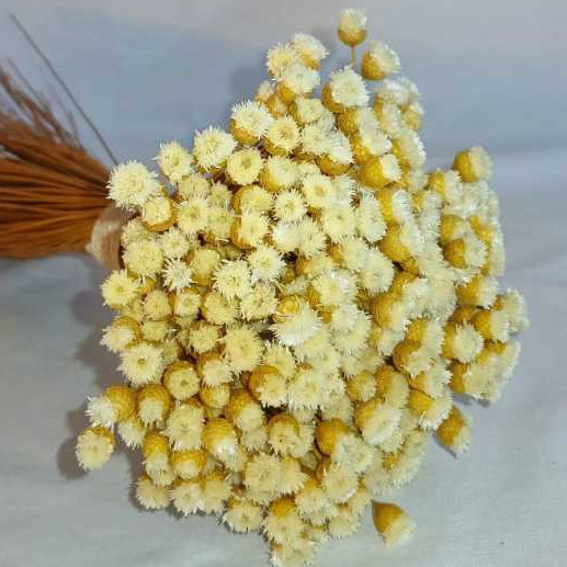 kit com até 500 Flor Sempre Viva Jazida, Flor seca, Flor desidratada