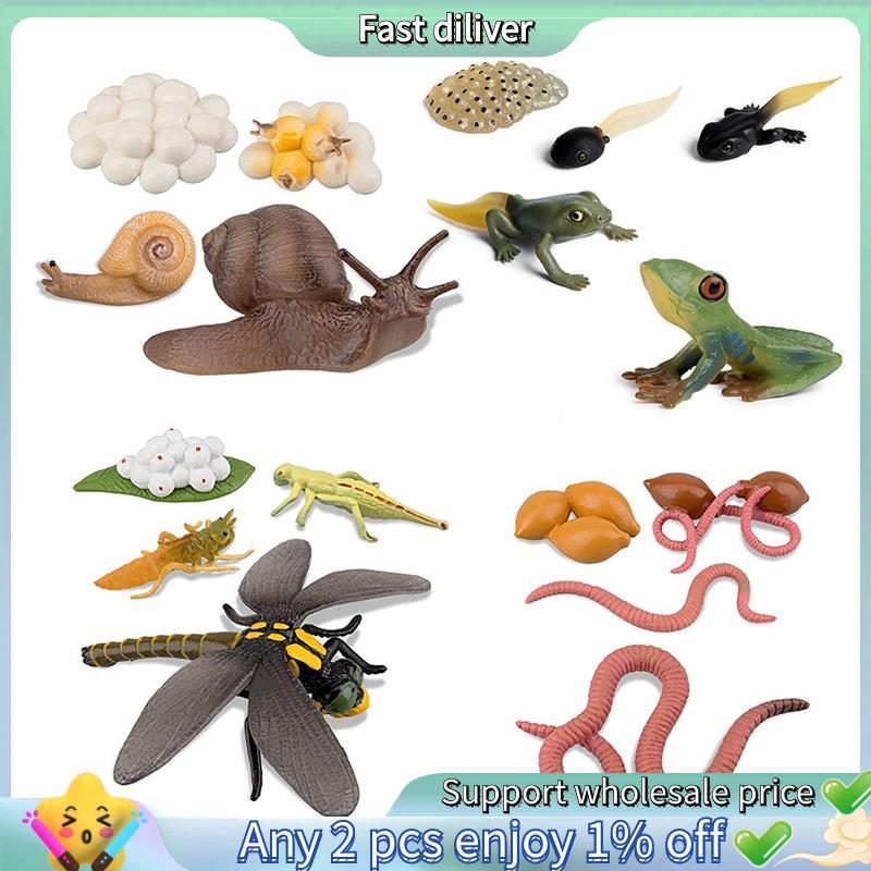 Ciclo De Vida De Sapo Caracol Minhoca Libélula , Girino De Ovo Para Safariologia Estatuetas Anfíbios Kit De Brinquedo ,