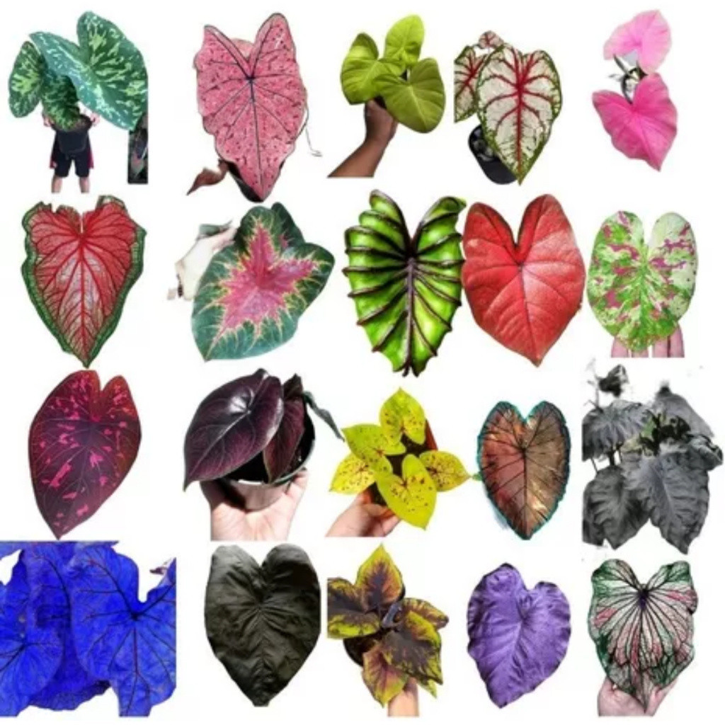 PROMOÇÃO IMPERDIVEL 1000 Sementes Caladium Sortidos Mix Especies YR3 hg Premium PROMOÇÃO IMPERDIVEL T7 T5
