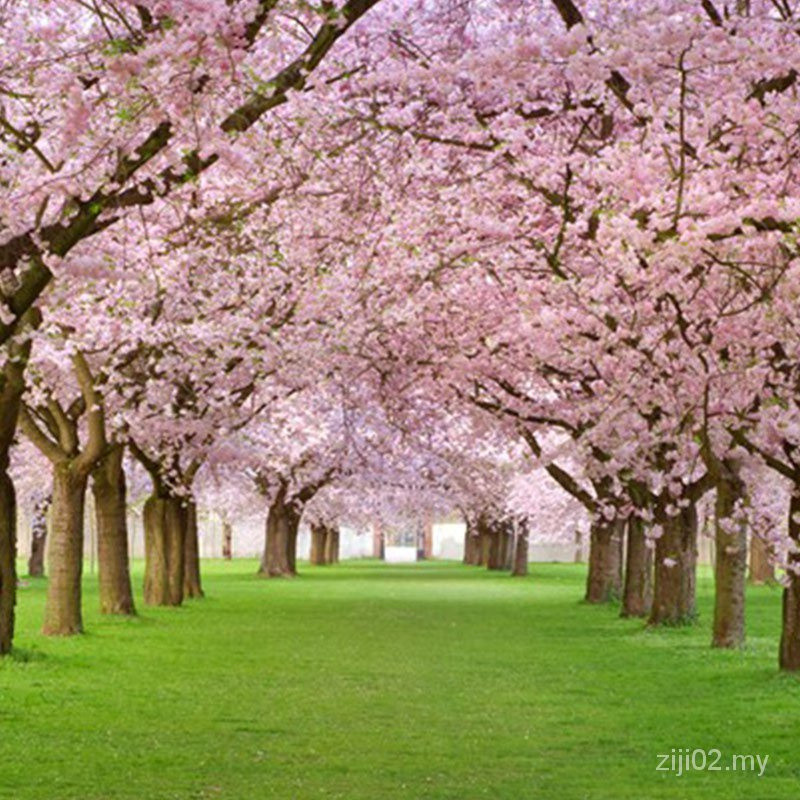 Bonsai Cerejeira Japonesa: Onde Comprar | BuscaProdutos