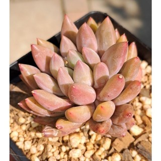 100 sementes suculenta Lithops pseudotruncatella com manual de cultivo pronta entrega envio em 24h