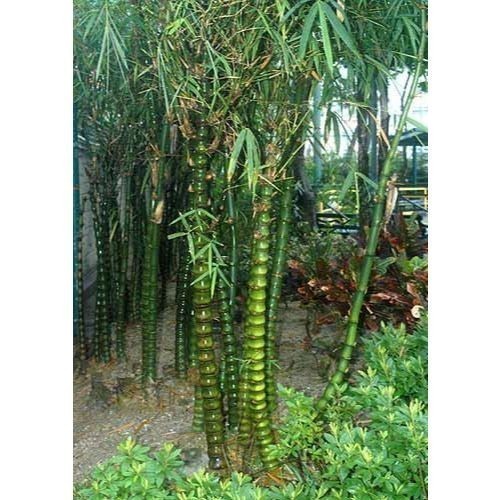 ENVIO SUPER RÁPIDO Bambu multiplex – Bambu-de-jardim. 100 sementes com manual de cultivo II T1