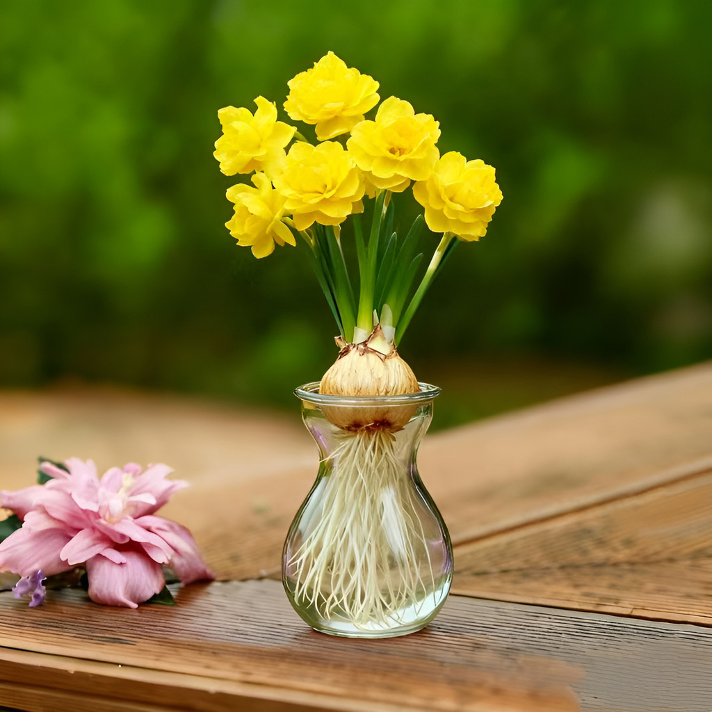 sementes puras Sementes De Narciso Bulbos Perfumados Para Jardim E Vaso flores românticas