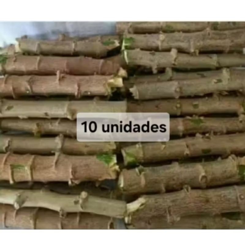 ramas de mandioca amarela 10 unidades