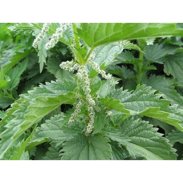 Urtiga Urtica Dioica Sementes Sadias Planta Medicinal P/