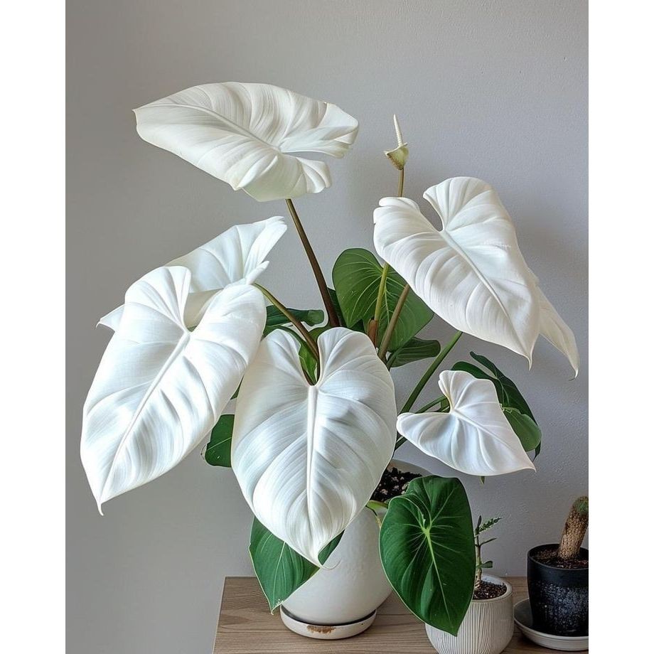 Caladium Crimson Veil 100 sementes com manual de cultivo SS em Oferta na Shopee