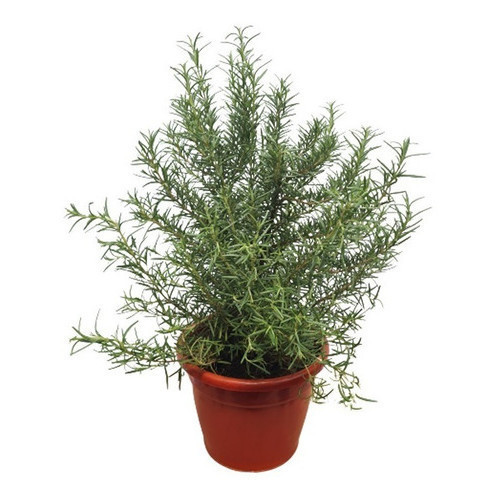 PROMOÇÃO PROMOÇÃO 20 Sementes Alecrim Rosmarinho + MANUAL DE CULTIVO + MANUAL DE CULTIVO