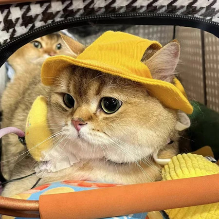 Chapéu Gato e Cachorro com Furos para as Orelhas Cordão para Amarração Confortável Estampa Variadas