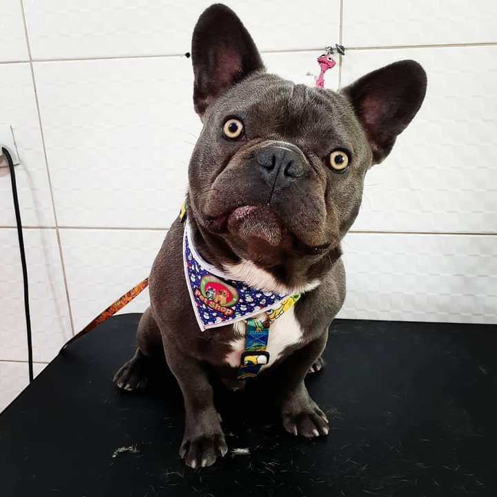 20 Bandanas Tamanho M Com Viés Personalizadas Pet Shop